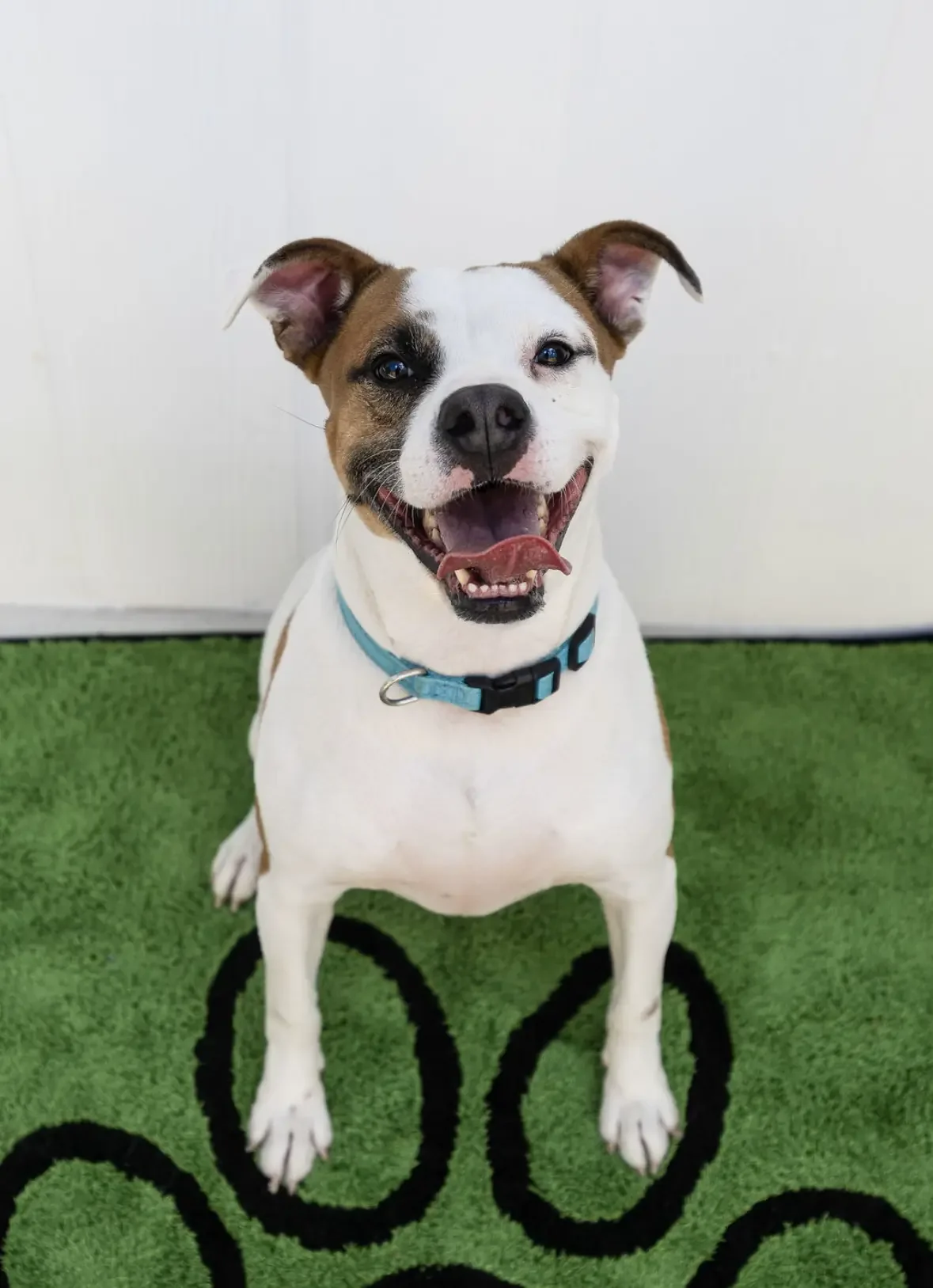 Smiling mixed breed dog with one brown ear, one white ear with brown patches, wearing a blue collar, sitting on a green rug with black swirl patterns against a white wall background.