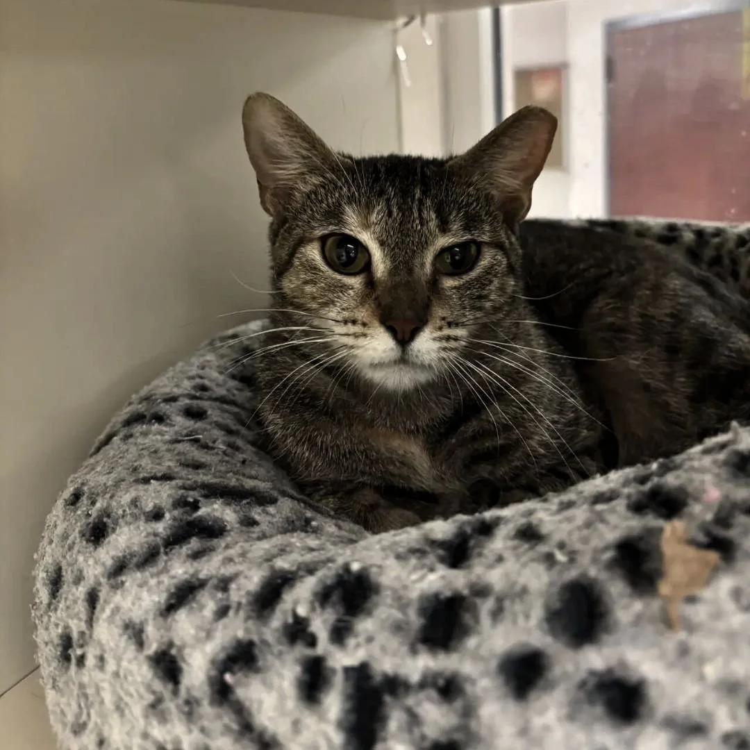 A tabby cat with green eyes lying on a gray plush bed in front of a window.