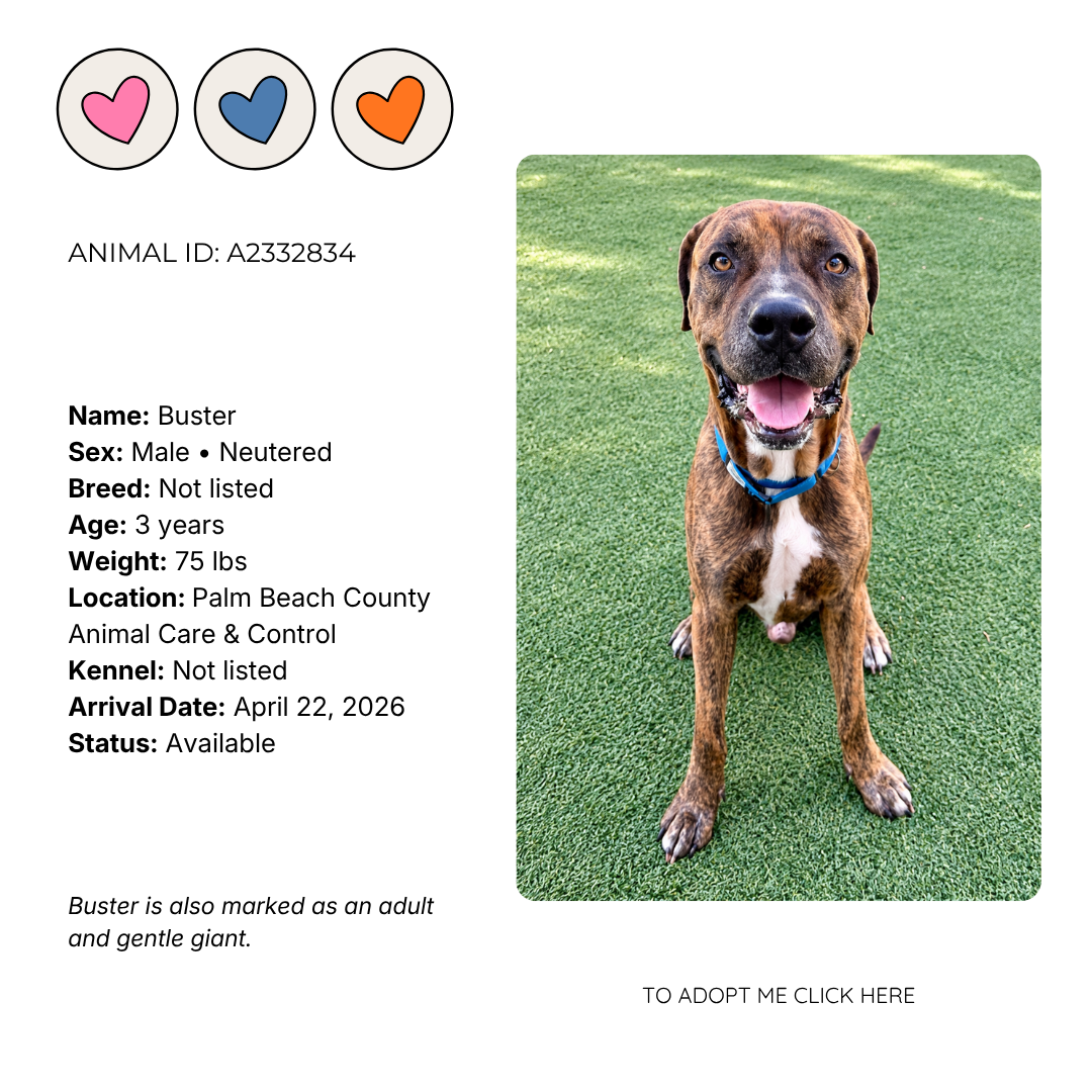 Dog sitting on green grass, smiling, wearing a blue collar, with a dog adoption profile on the left side including hearts, and details about the dog named Buster.