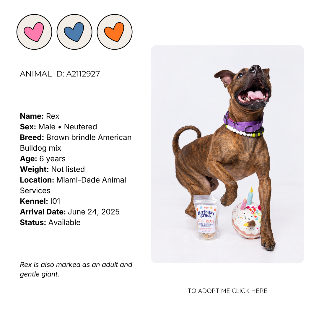 A brown brindle American Bulldog mix named Rex, a 6-year-old neutered male, with a purple collar, standing on a white background near a unicorn-themed birthday cake and a bag of dog treats.