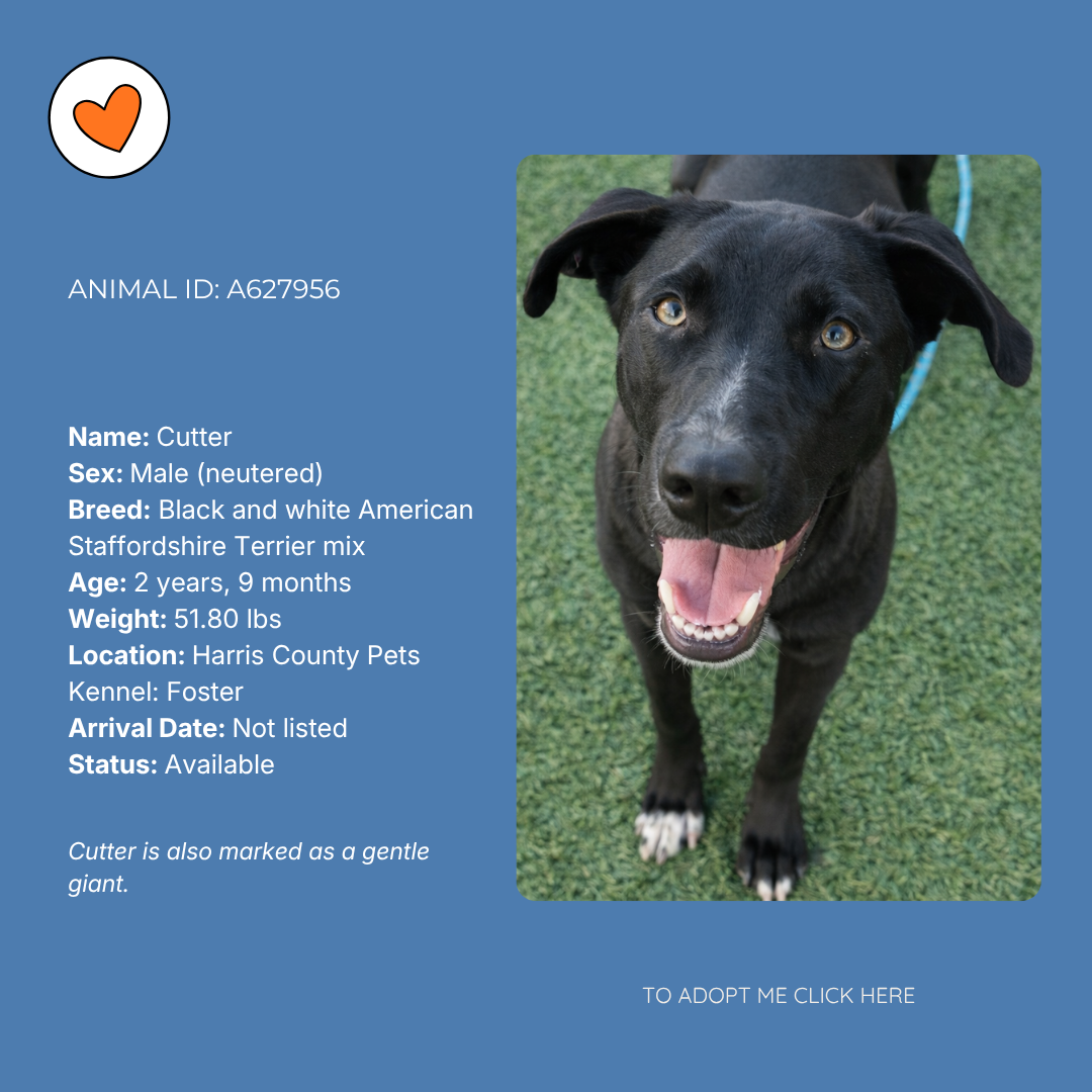 A digital adoption profile for a black and white American Staffordshire Terrier mix named Cutter, showing a photo of the dog smiling on a grassy surface.