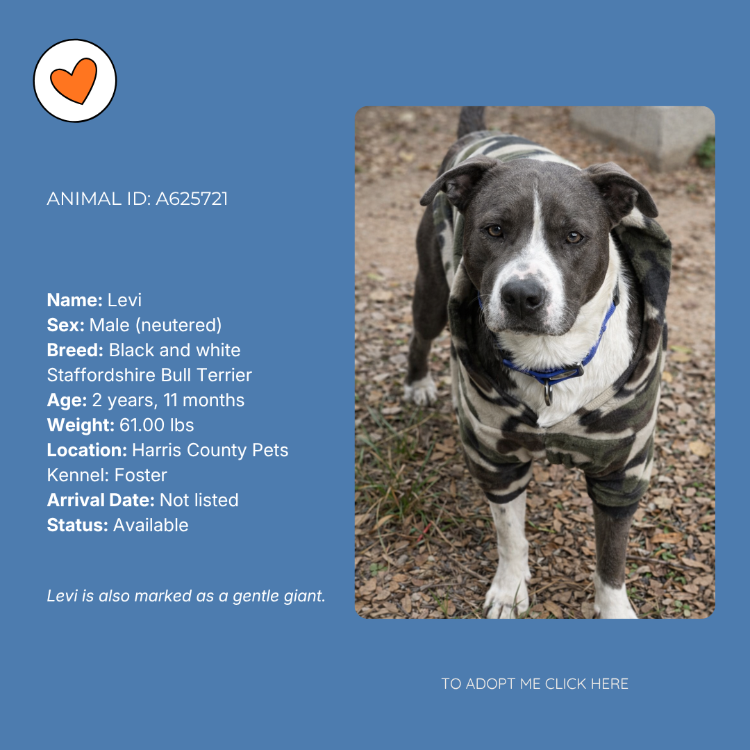 A digital pet adoption profile for Levi, a 2-year-old male Staffordshire Bull Terrier with black and white fur, wearing a camo-patterned hoodie, standing outdoors on a dirt ground with leaves.