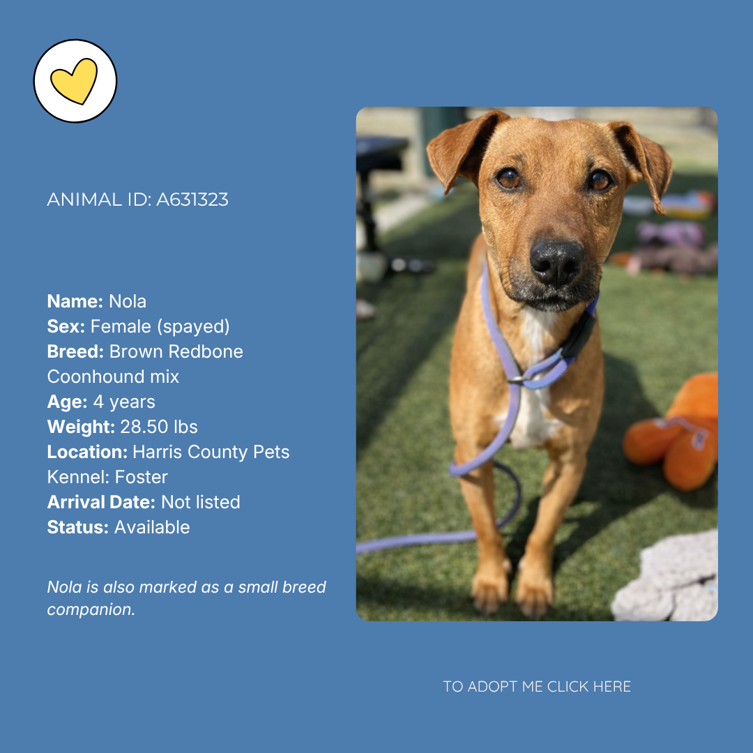 Photo of a brown and white mixed breed dog named Nola, standing outdoors on grass, looking at the camera. She is wearing a purple collar. The background is slightly blurred with some orange items visible.