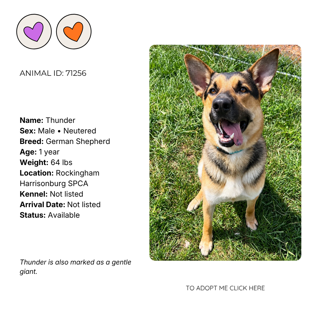 A smiling German Shepherd named Thunder sitting on green grass.