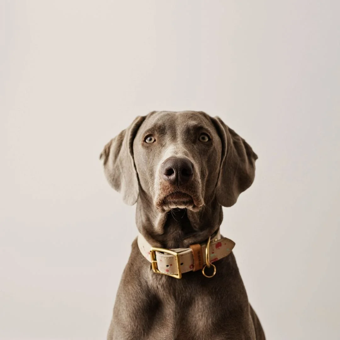 A close-up of a gray dog with hazel eyes wearing a colorful collar against a plain light gray background.