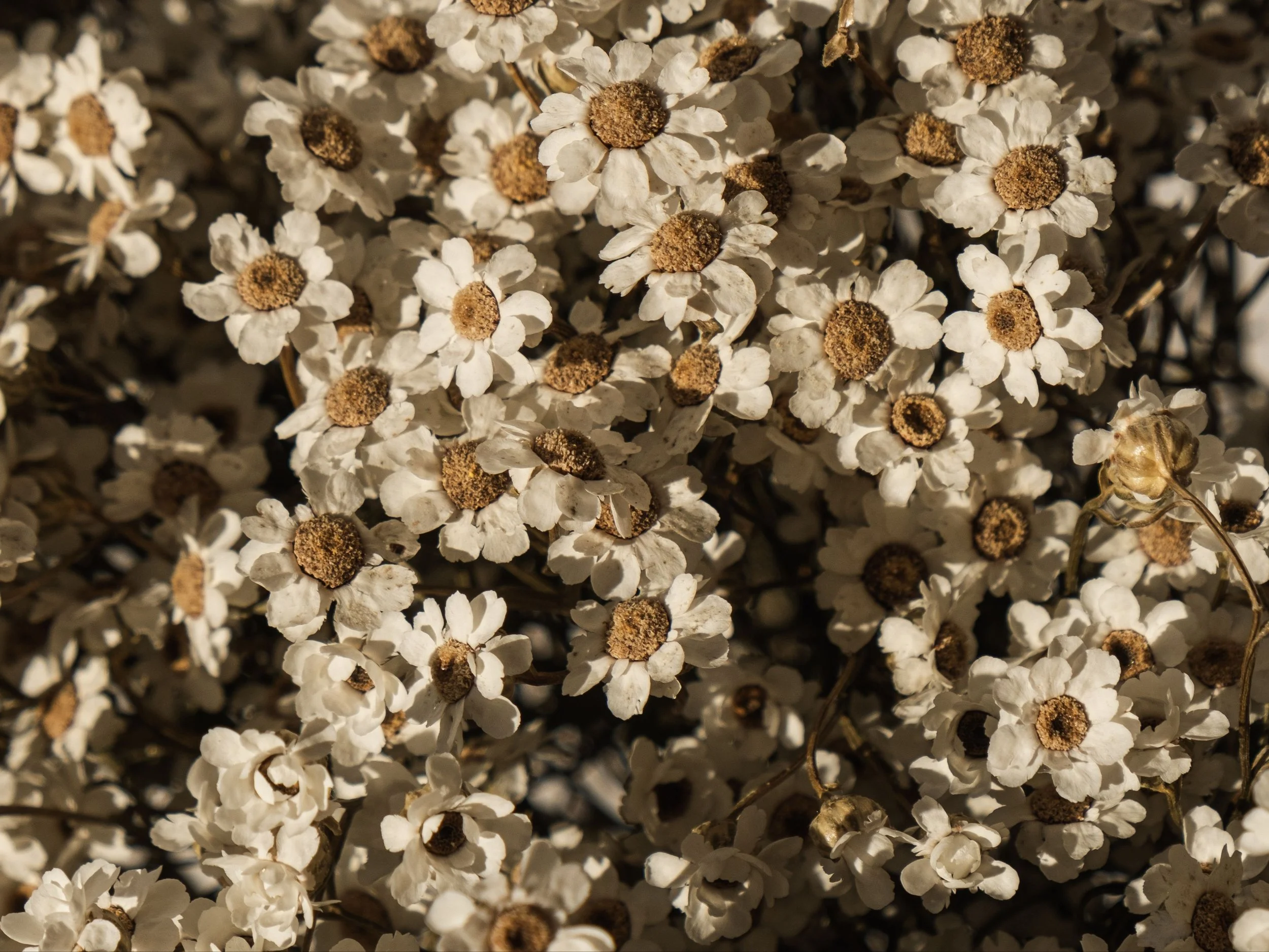 Close-up of a large cluster of small white flowers with brown centers.