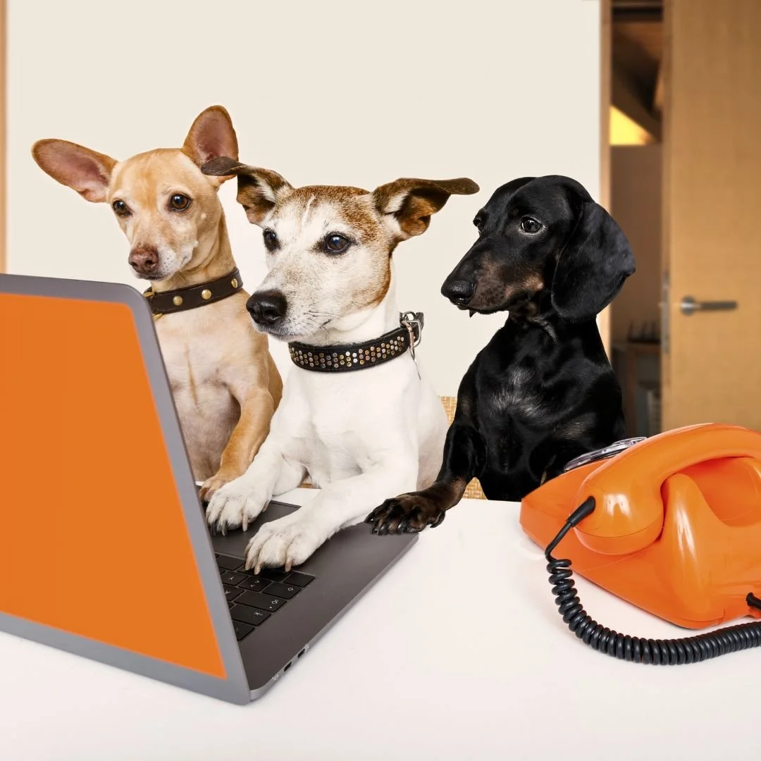 Three dogs sitting in front of a laptop on a table, with an orange rotary phone nearby, inside an office setting.