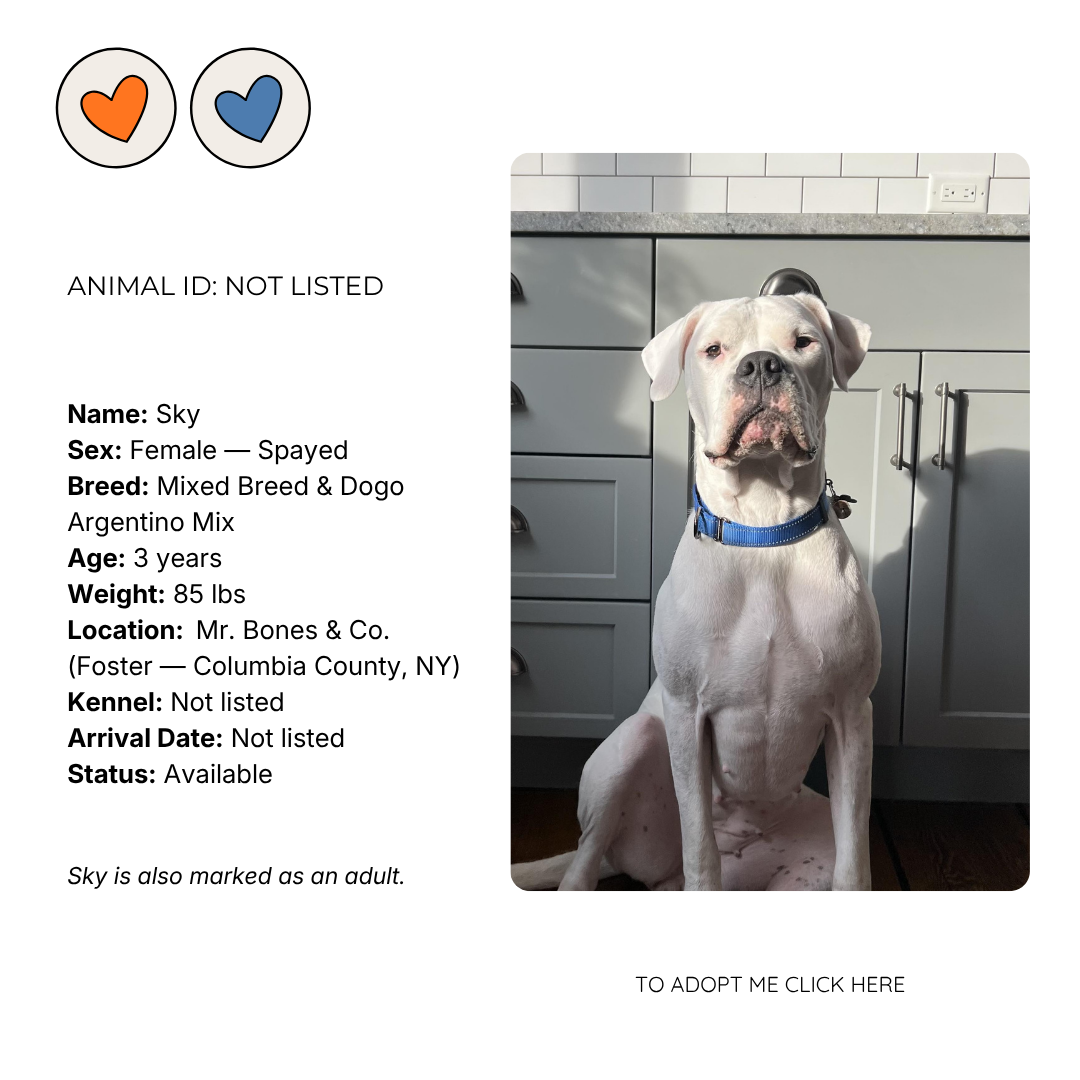 Photo of a white mixed breed dog named Sky, sitting on the floor against a kitchen cabinet. The dog has a blue collar and a calm expression.