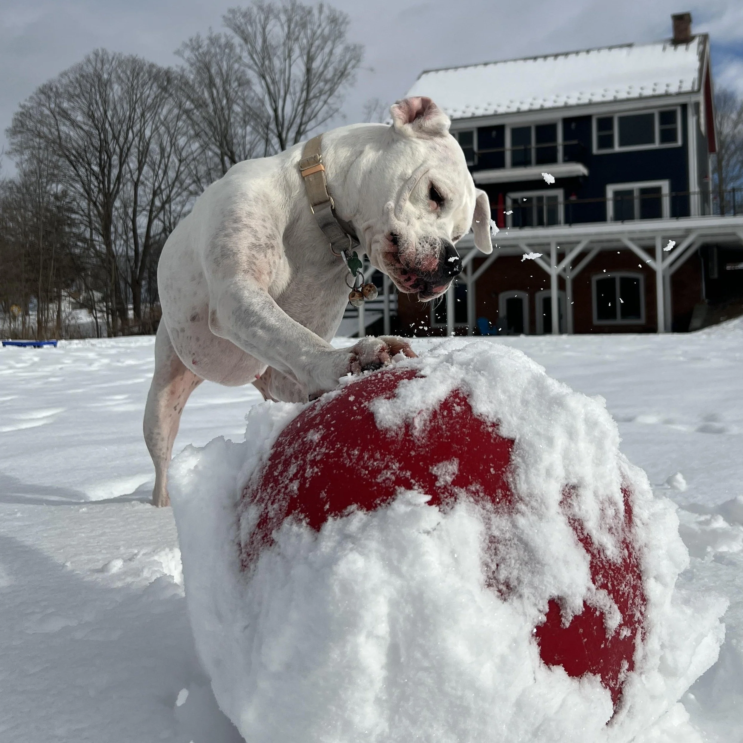A white dog playing with a red snowball in a snowy yard