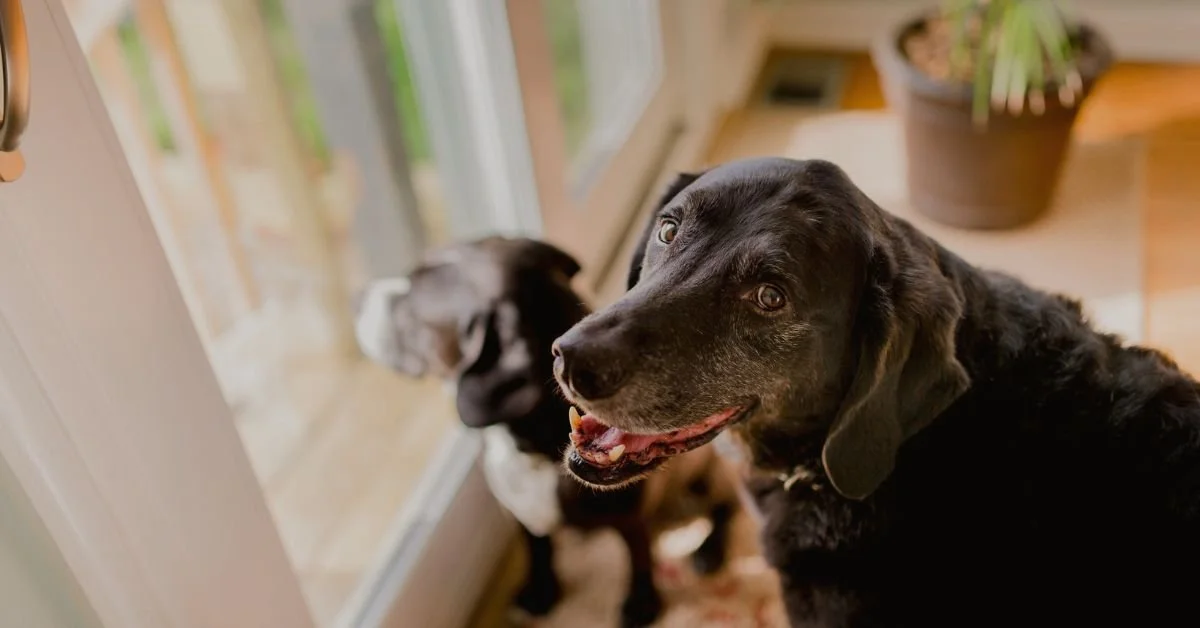 Two dogs sitting near a glass door, with one looking outside and the other looking at the camera, in a cozy indoor setting.