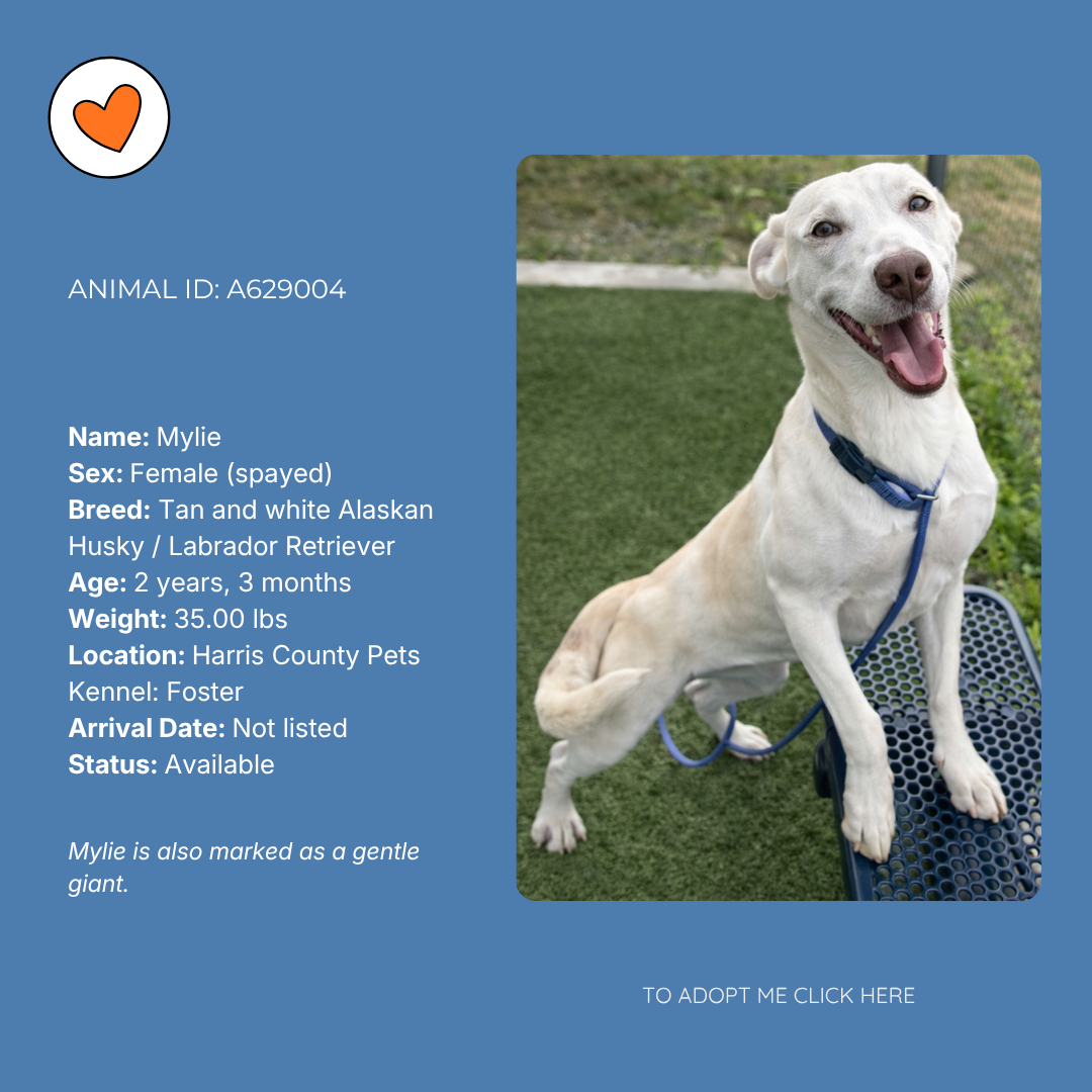Profile card for Mylie, a female tan and white Alaskan Husky / Labrador Retriever mix, smiling with her tongue out, sitting outdoors on a bench.