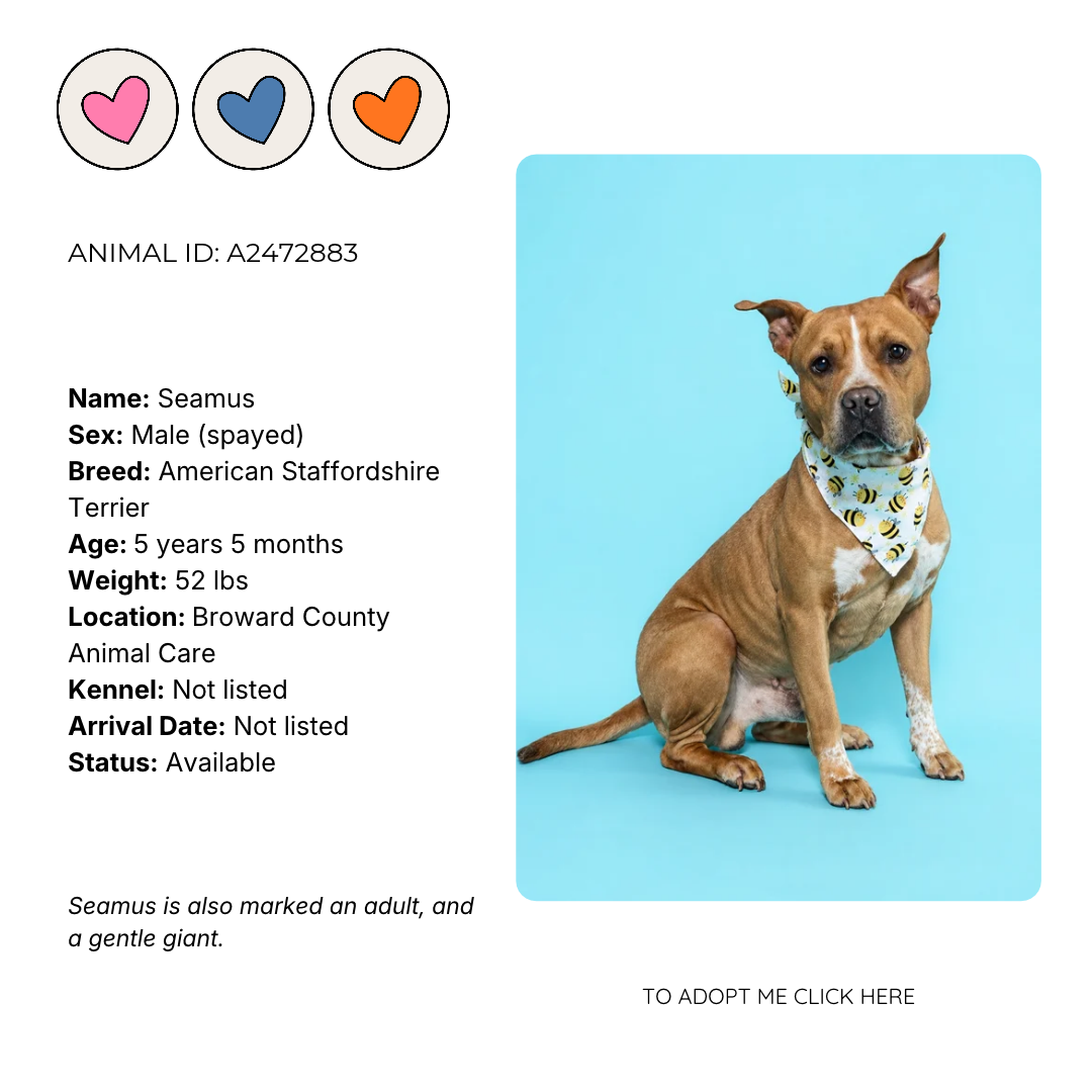 Profile card of a brown American Staffordshire Terrier named Seamus, sitting against a blue background, wearing a bandana with bees. Outlines details including age, weight, breed, and location, with a note that Seamus is also marked as an adult and gentle giant, and a call to action to adopt.