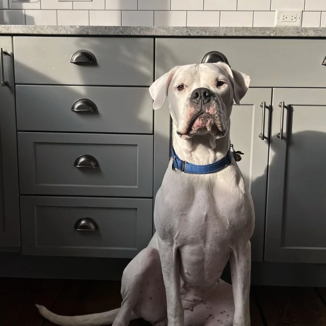 A white dog with a black nose and a blue collar sitting on a kitchen floor in front of gray cabinets, with sunlight casting shadows on the cabinets.