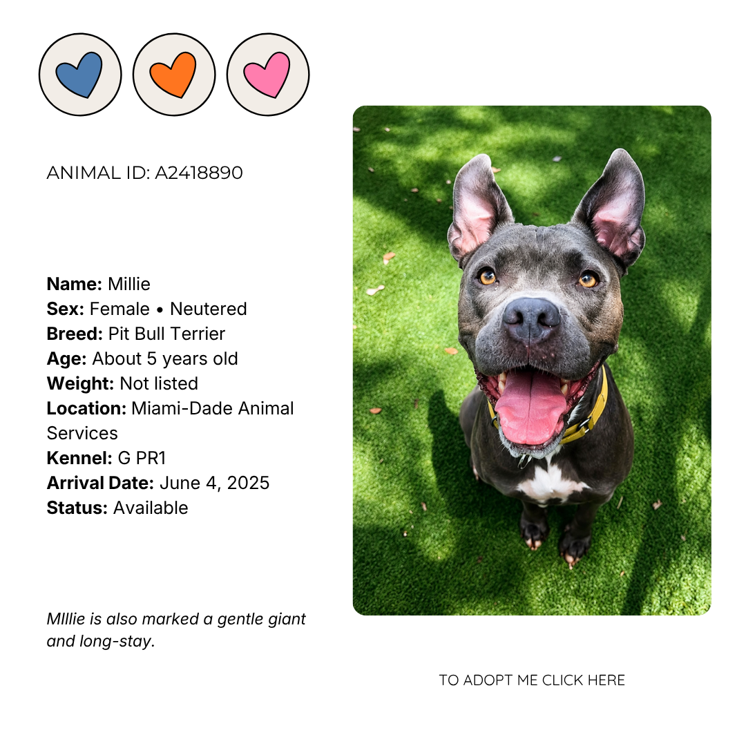 Photo of a happy pit bull terrier named Millie with a gray coat, sitting on green grass with shadows. The image is part of an adoption flyer with colorful heart icons and details about Millie, including her age, breed, location, and arrival date.