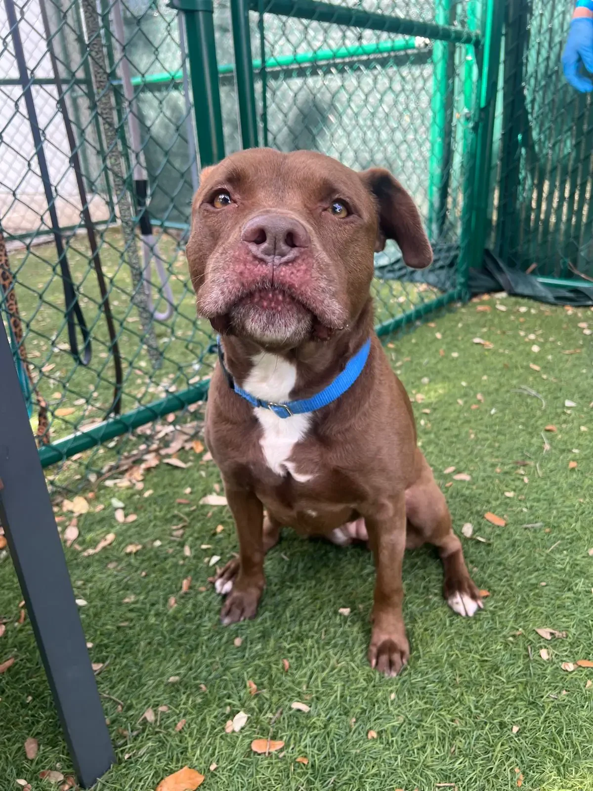 A brown dog with a white chest and paws sitting on grass, wearing a blue collar, inside a fenced outdoor area.