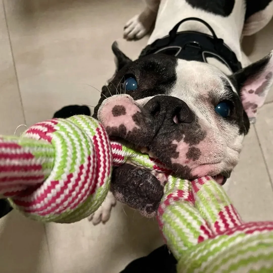 Close-up of a black and white dog biting a toy in a red, green, and white striped pattern.