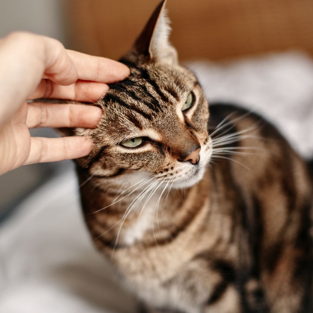 Close-up of a tabby cat with green eyes being petted on the head.