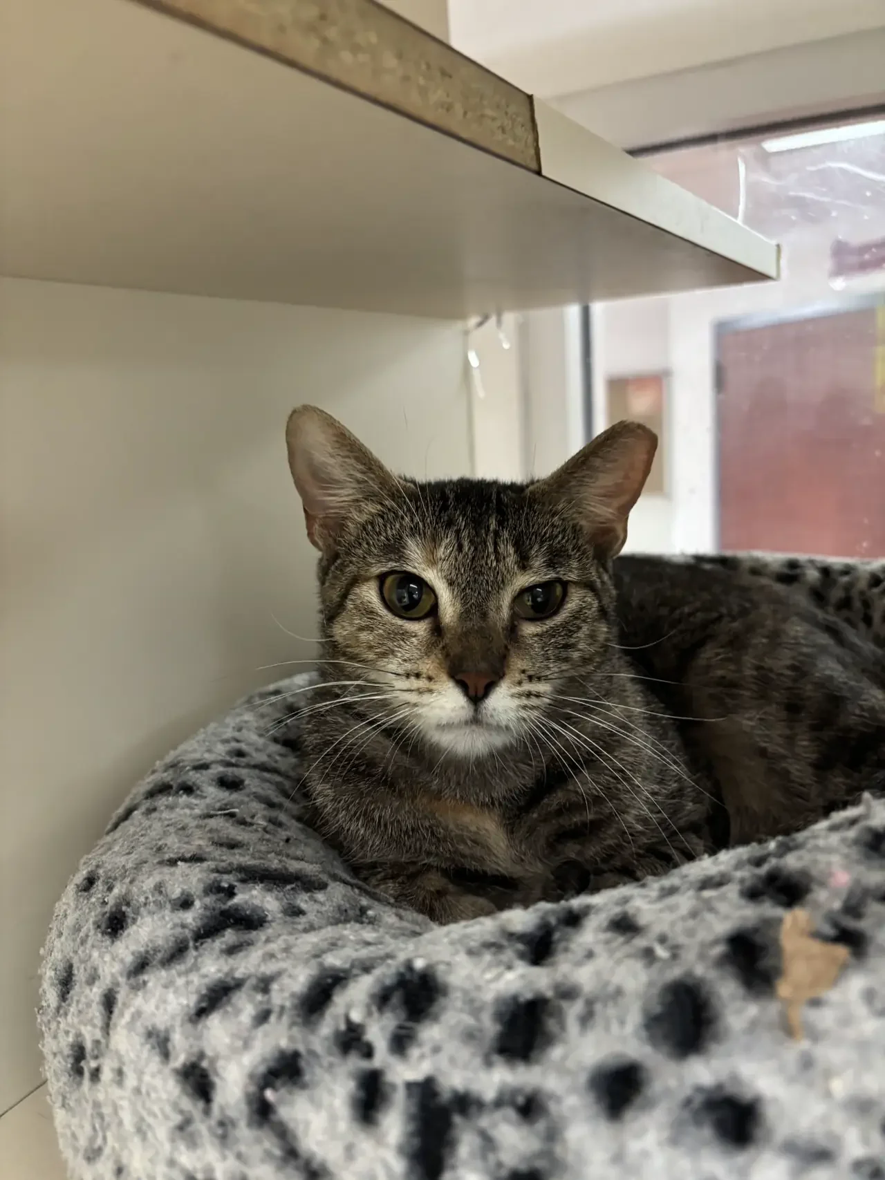 A tabby cat lying in a gray leopard-print bed near a window.