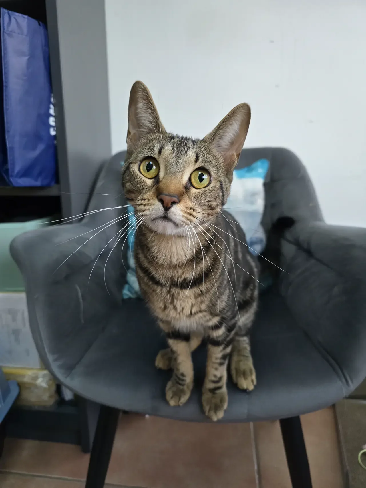 A tabby cat sitting on a dark gray upholstered chair, looking directly at the camera with wide, yellow-green eyes.