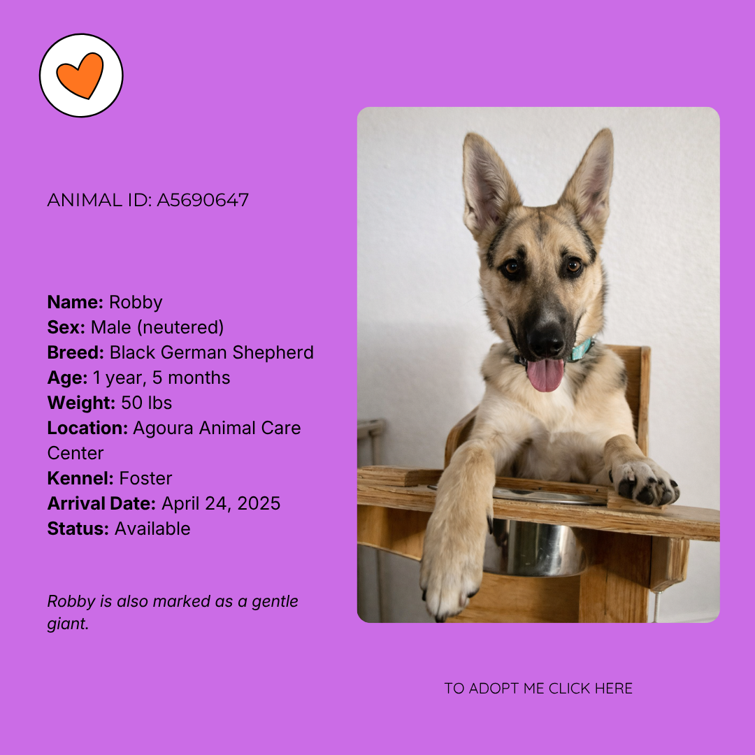 A cute young dog named Robby, a 1 year and 5 months old male Black German Shepherd, sitting on a wooden table, looking at the camera with a happy expression and tongue out. The background is a plain light wall, and the image is part of an adoption profile.