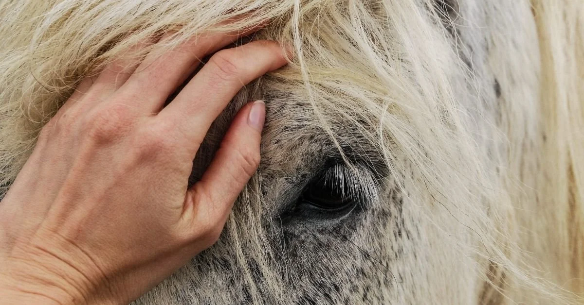 A human hand gently touching the forehead of a white horse with a dark eye and light mane.