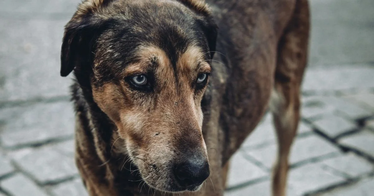 Close-up of a brown and black dog with striking blue eyes on a cobblestone street.