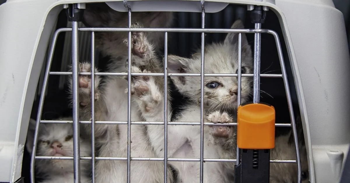 Four kittens inside a pet carrier with a metal door