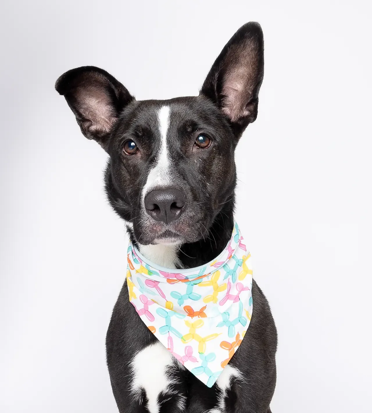 A black and white dog with large ears wears a colorful bowtie with balloon print.