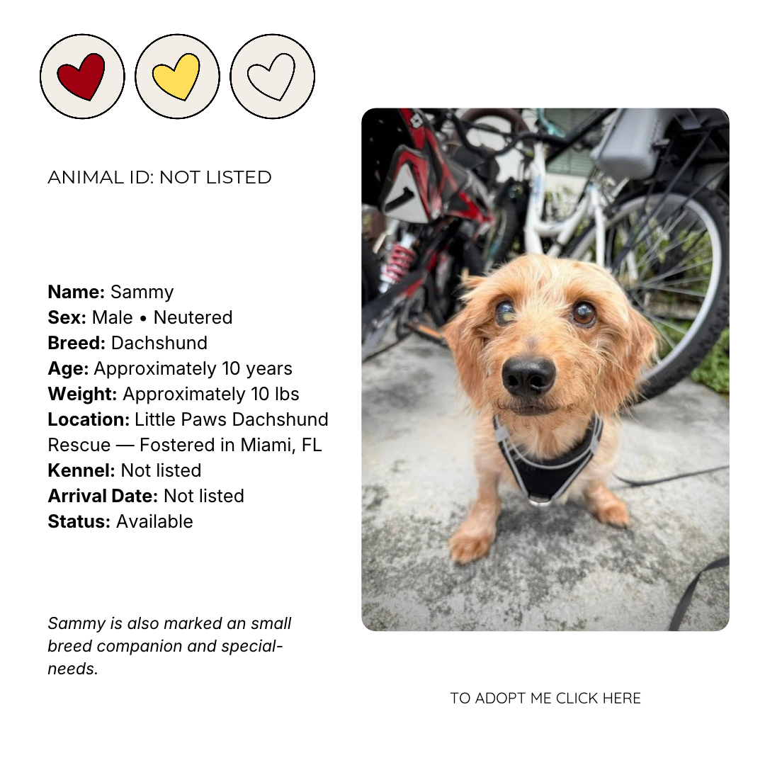 A adoption profile for a small Dachshund named Sammy, an approximately 10-year-old, neutered male weighing about 10 pounds, with a photo showing a light brown dog with expressive eyes and a black harness, outside near bicycles.