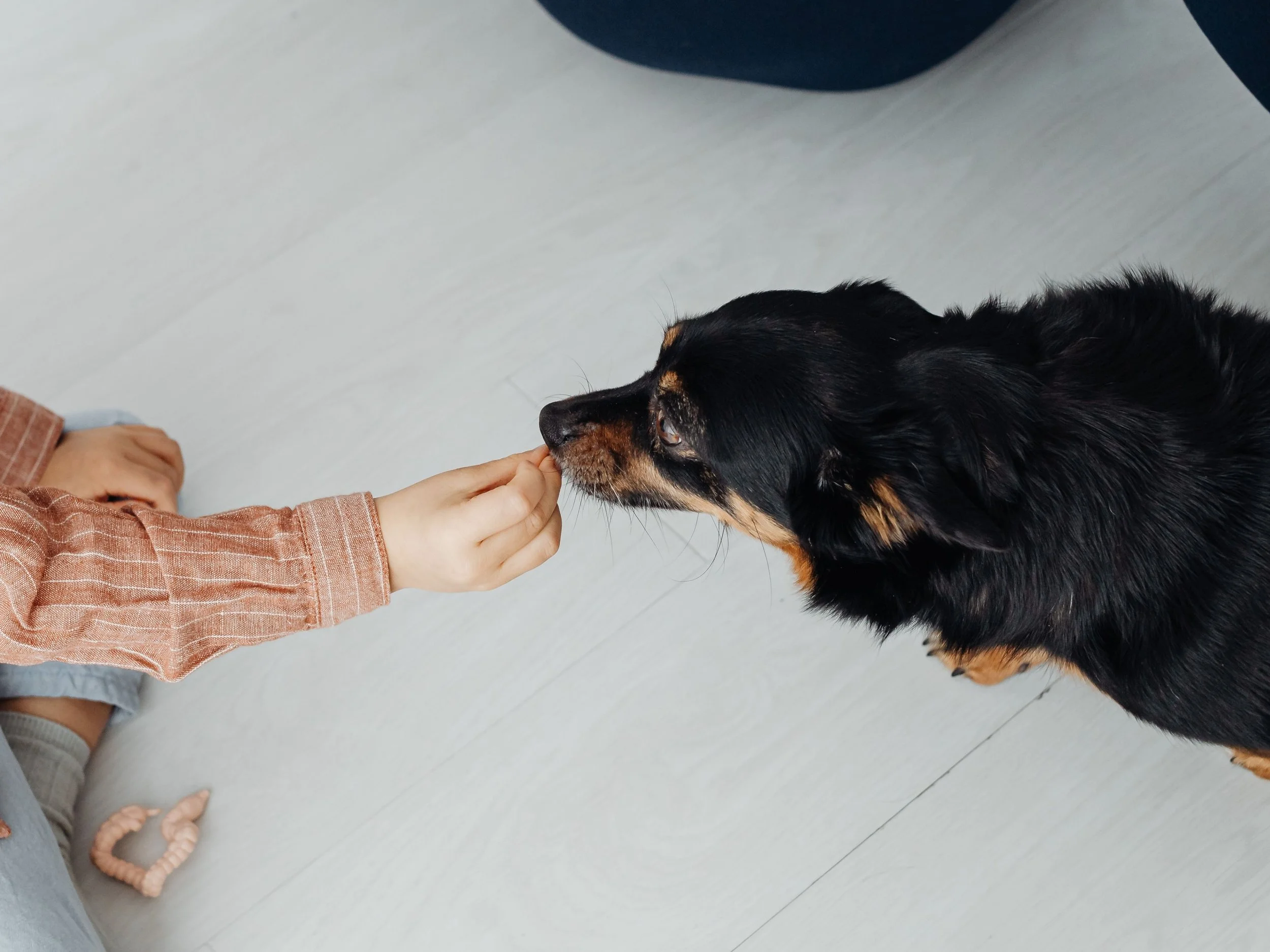 Child with a long-sleeve shirt reaching out to a black and tan dog, touching noses, on a light-colored floor.