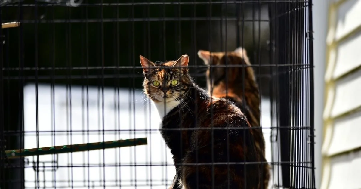 Two cats inside a black wire cage; one face-on with green eyes looking at the camera, the other with its back turned, behind the first cat.