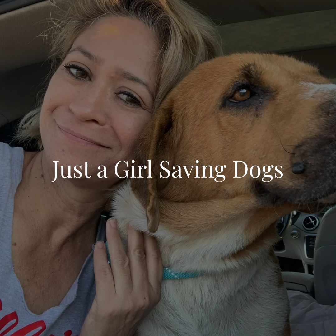 Just A Girl Saving Dogs is a nonprofit rescue in Texas dedicated to rescuing, rehabilitating, and providing veterinary care for street dogs while preparing them for safe homes.

𝐅𝐞𝐚𝐭𝐮𝐫𝐞𝐝 𝐚𝐬 𝐨𝐮𝐫 𝐑𝐞𝐬𝐜𝐮𝐞 𝐨𝐟 𝐭𝐡𝐞 𝐌𝐨𝐧𝐭𝐡 𝐨𝐧 𝐉