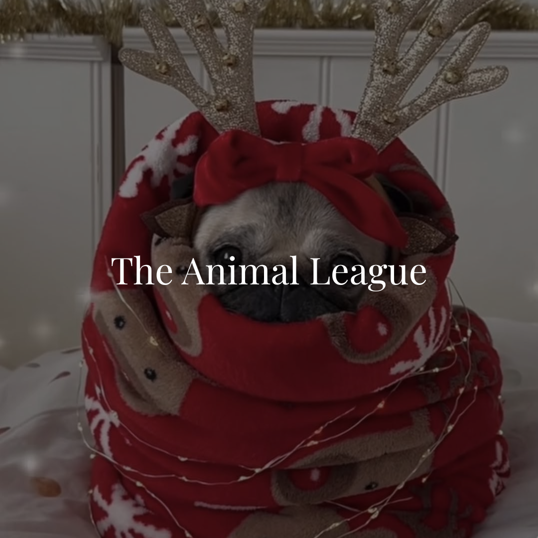 The Animal League is a nonprofit animal welfare organization in Florida dedicated to rescuing, rehabilitating, and rehoming abused and abandoned cats and dogs. 𝐅𝐞𝐚𝐭𝐮𝐫𝐞𝐝 𝐚𝐬 𝐨𝐮𝐫 𝐑𝐞𝐬𝐜𝐮𝐞 𝐨𝐟 𝐭𝐡𝐞 𝐌𝐨𝐧𝐭𝐡 𝐨𝐧 𝐌𝐚𝐲 𝟏, 𝟐𝟎𝟐𝟔.