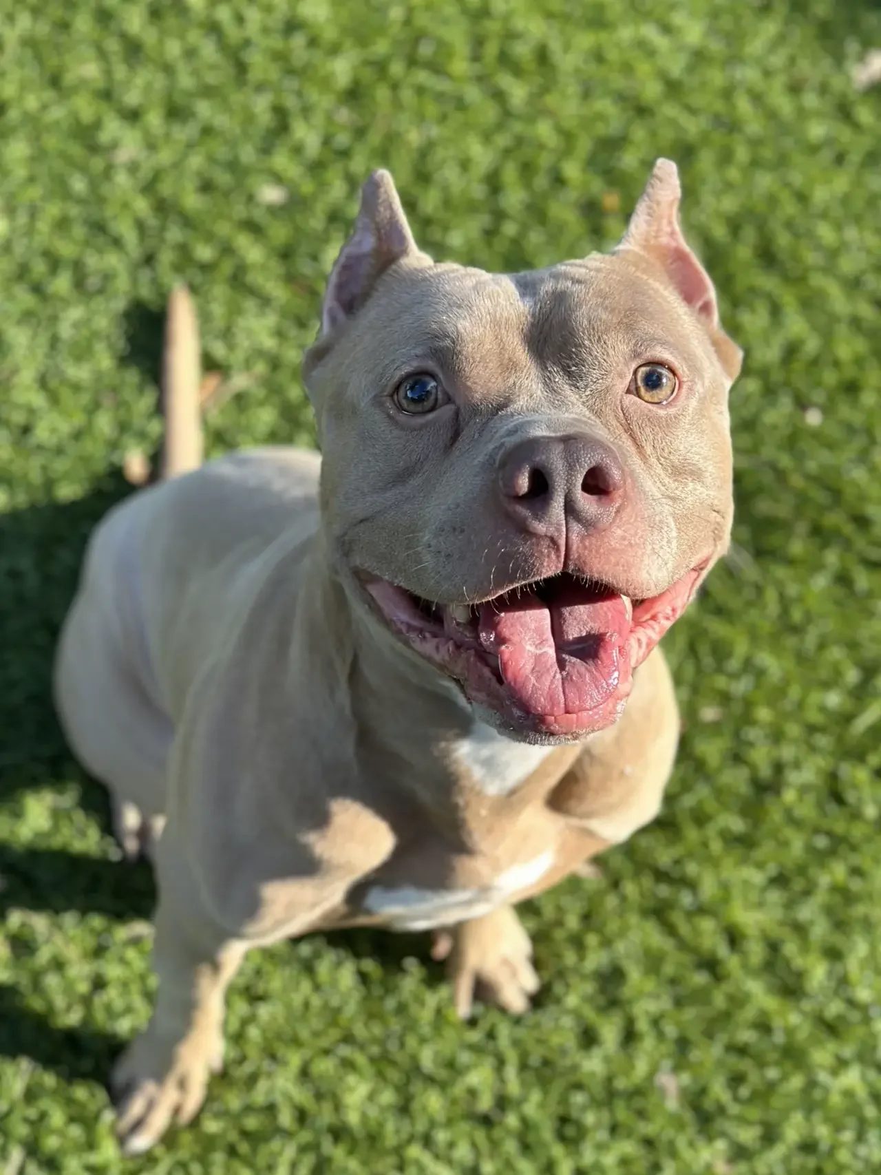A happy tan and white dog with one blue eye and one brown eye, sitting on green grass, looking up at the camera with its mouth open.