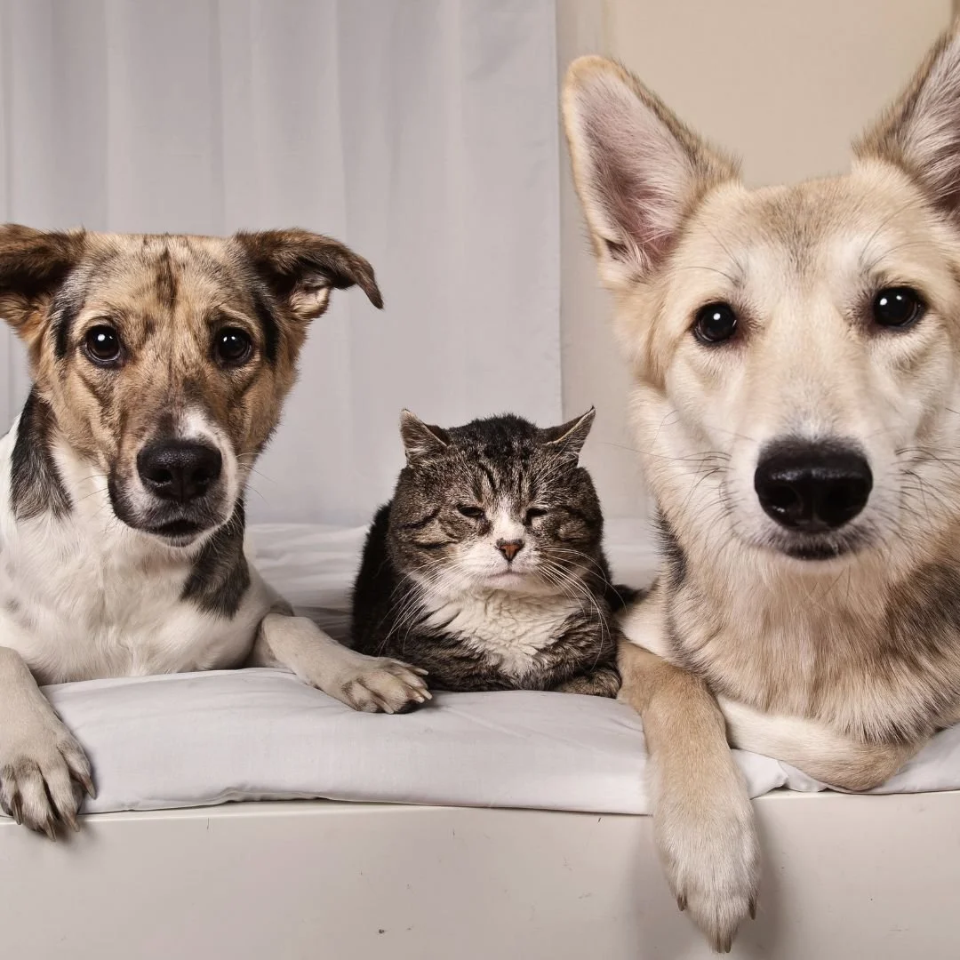 A close-up of two dogs and a cat lying on a bed, with white curtains in the background.
