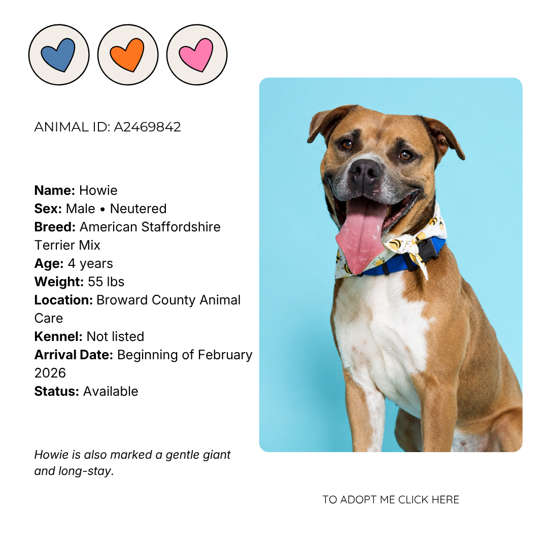 A smiling brown and white American Staffordshire Terrier mix dog with a colorful bandana on a blue background.
