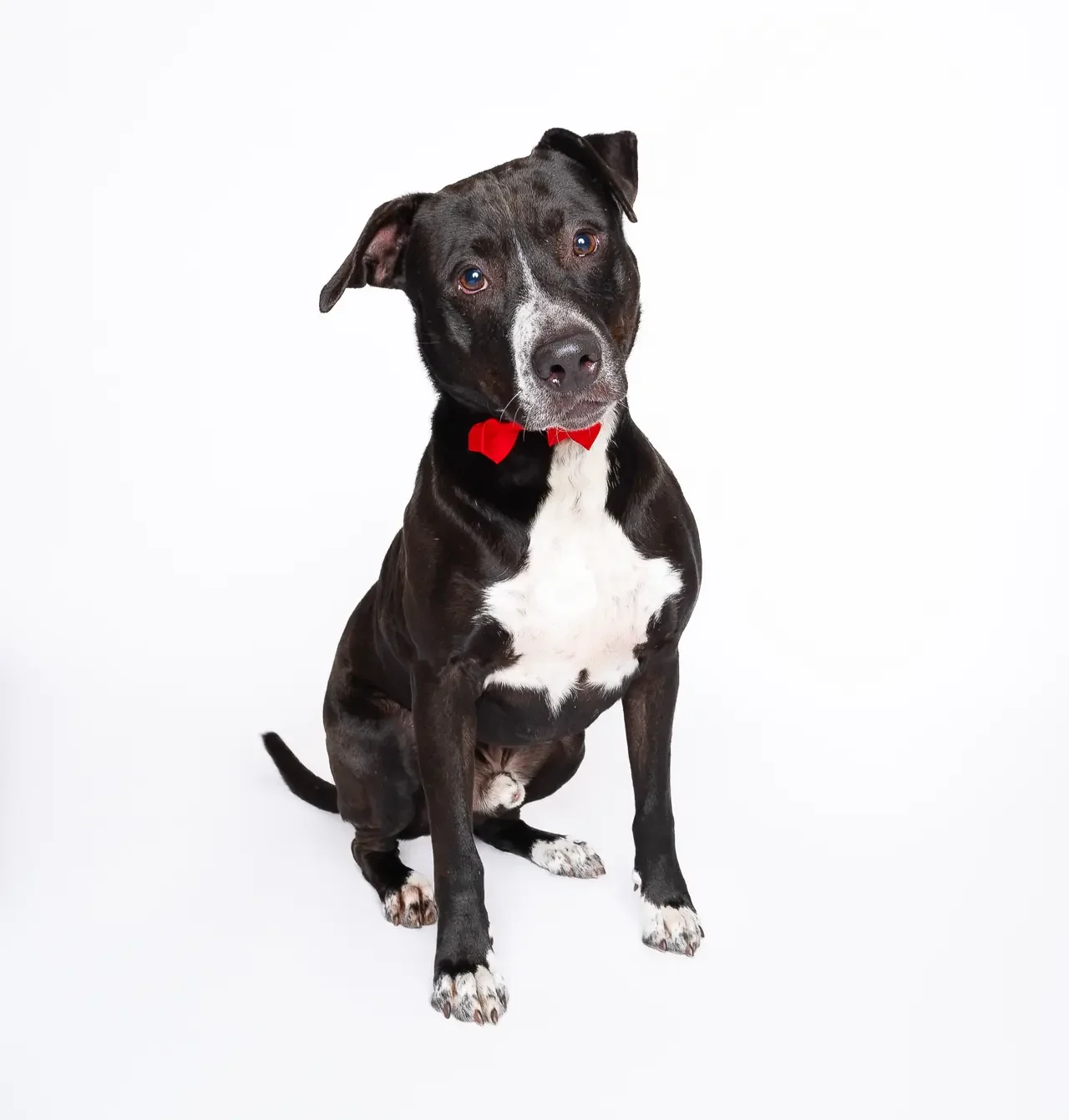 A black and white dog wearing a red bow tie, sitting against a plain white background, with a curious expression.