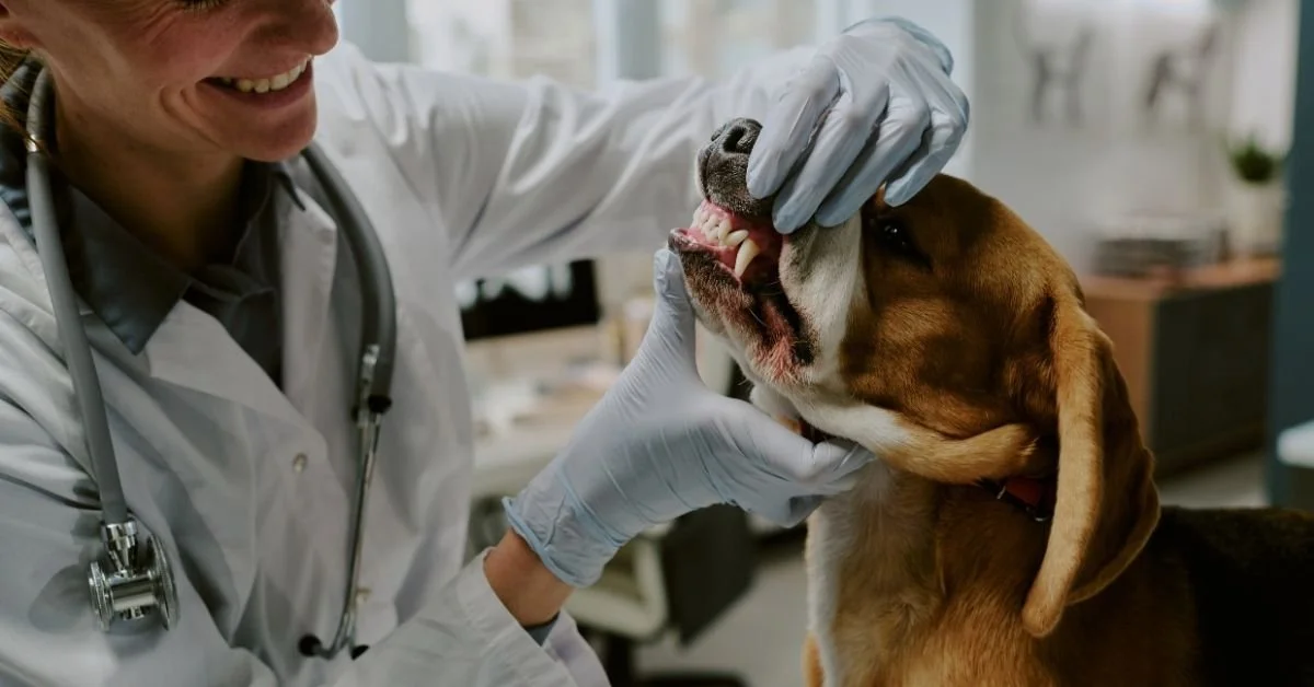 A veterinarian checking a dog’s teeth in a clinic.