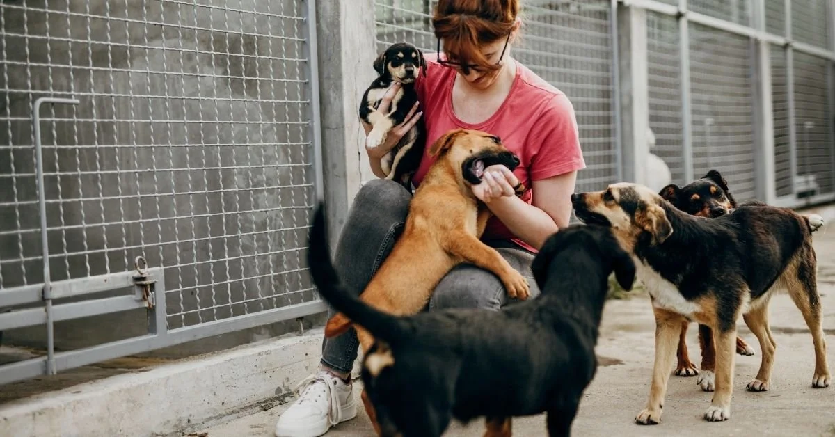 What Does “Rescue Only” Mean? | Shelter 101 Guide — The Green Muse