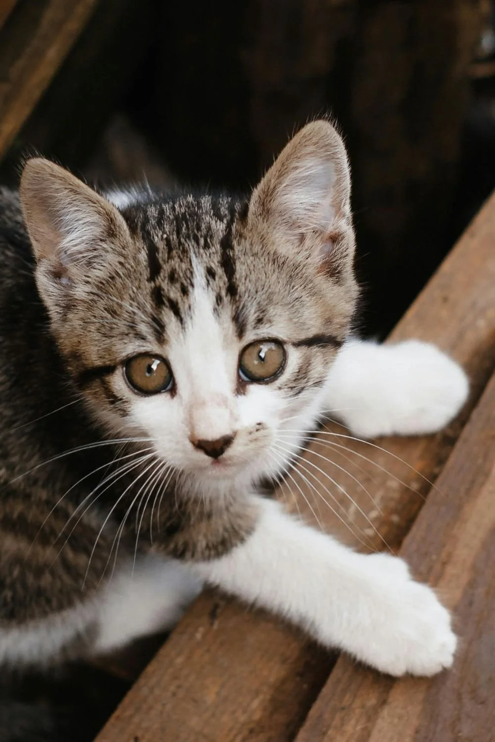 Close-up of a young grey and white tabby kitten with yellow eyes, looking up and resting on a wooden surface.