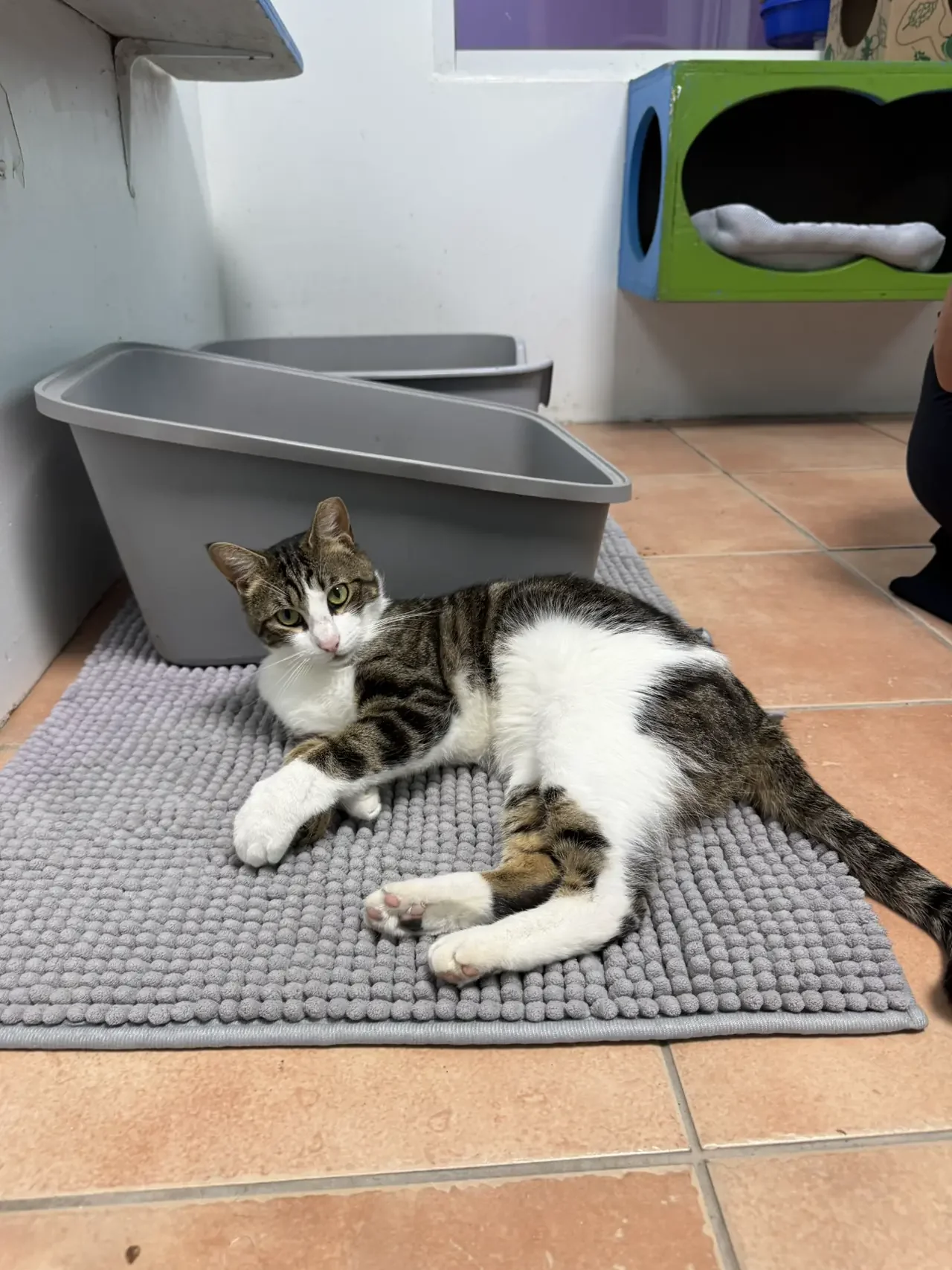 A tabby and white cat lying on a textured gray rug on a tiled floor, with a gray litter box behind it and a green and blue cat house in the background.