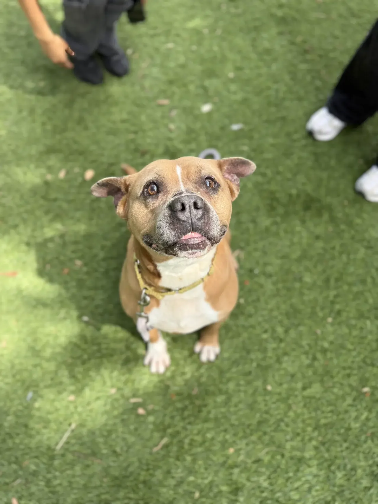 A smiling brown and white dog with a yellow collar sitting on green grass, looking up at the camera.