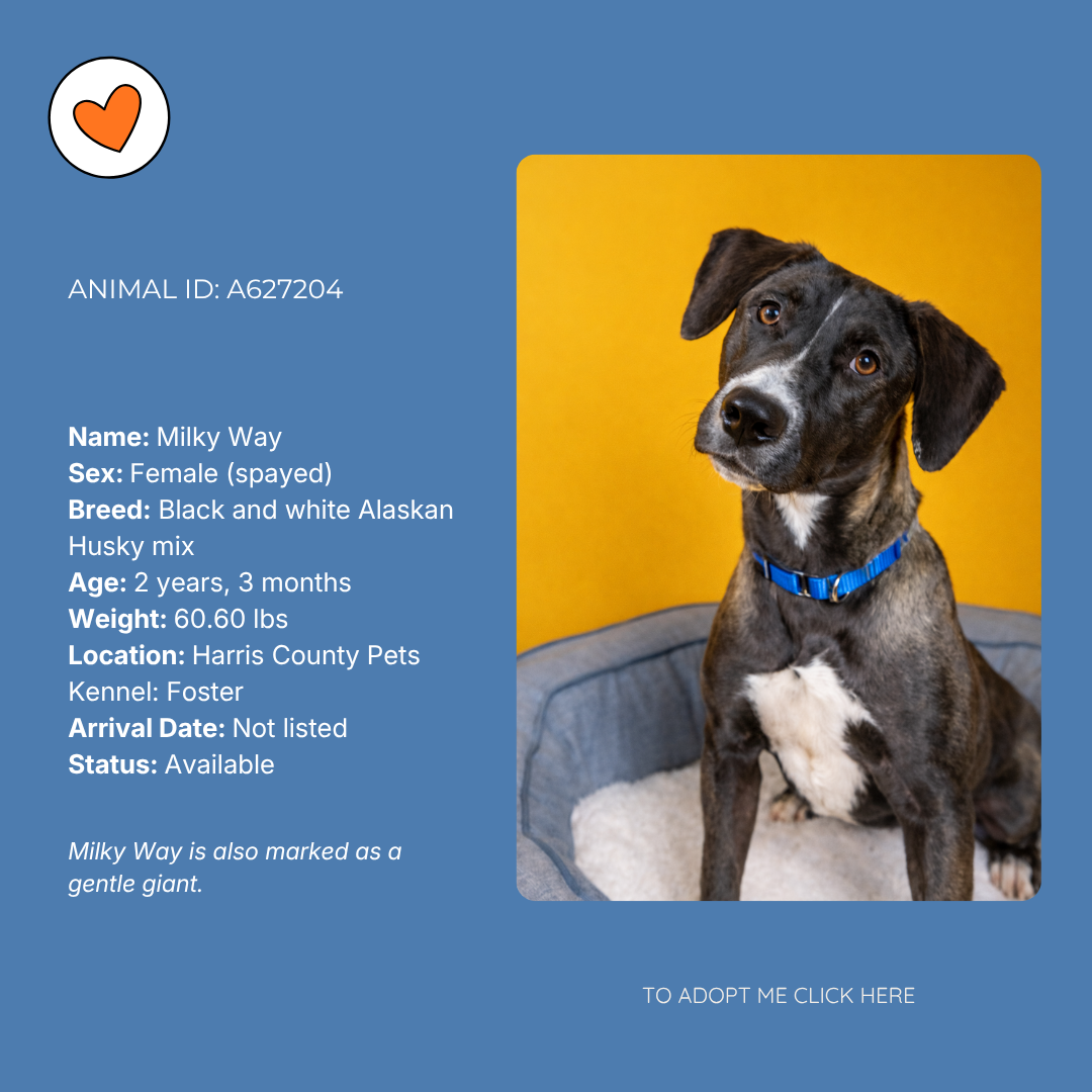 A dog sitting on a bed against a yellow background. Description overlay with details about the dog, called Milky Way, a female black and white Alaskan Husky mix, 2 years old, 3 months, weighing 60.6 lbs. and available for adoption at Harris County Pets.