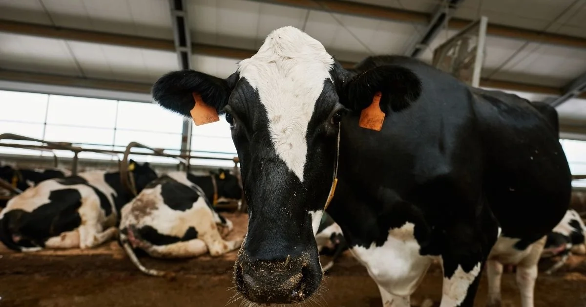 Close-up of a black and white Holstein cow in a barn, with other cows lying on the ground in the background.