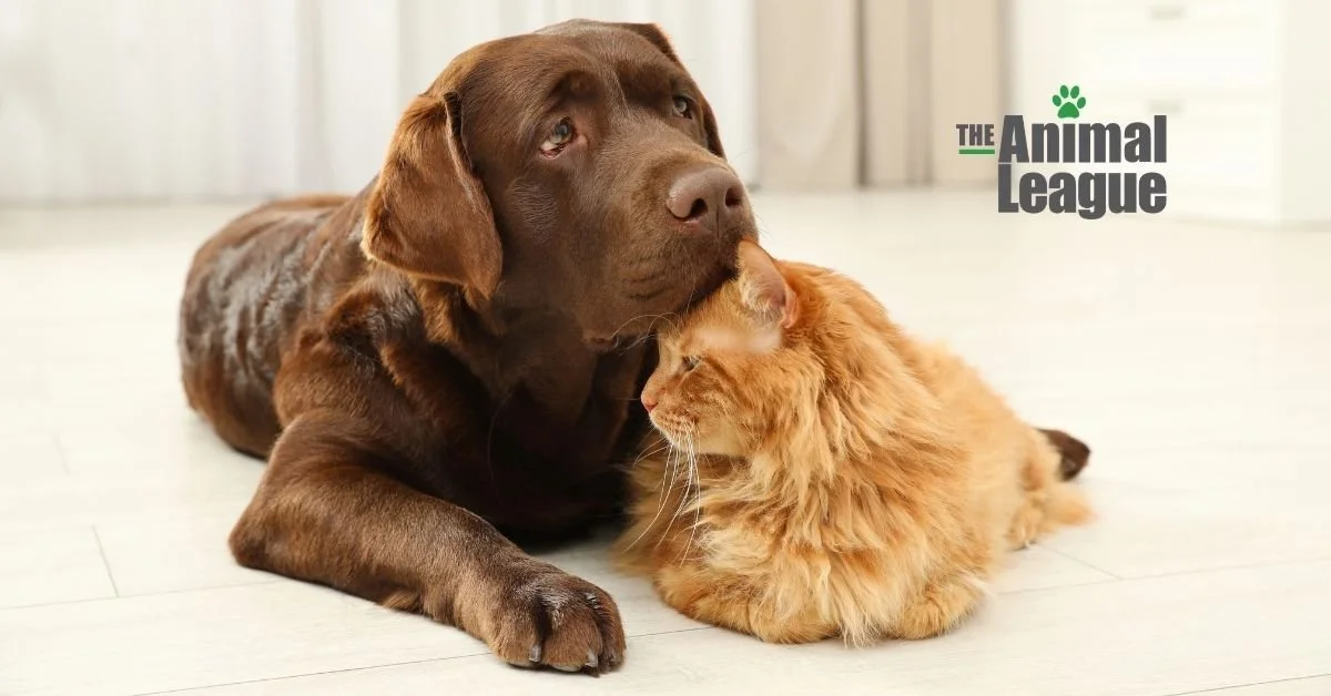 A brown dog and an orange tabby cat lying next to each other indoors, with the logo of The Animal League in the top right corner.