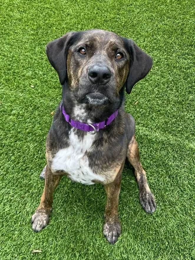 A medium-sized dog with a black and brown brindle coat sitting on green grass, wearing a purple collar, looking directly at the camera with a curious expression.