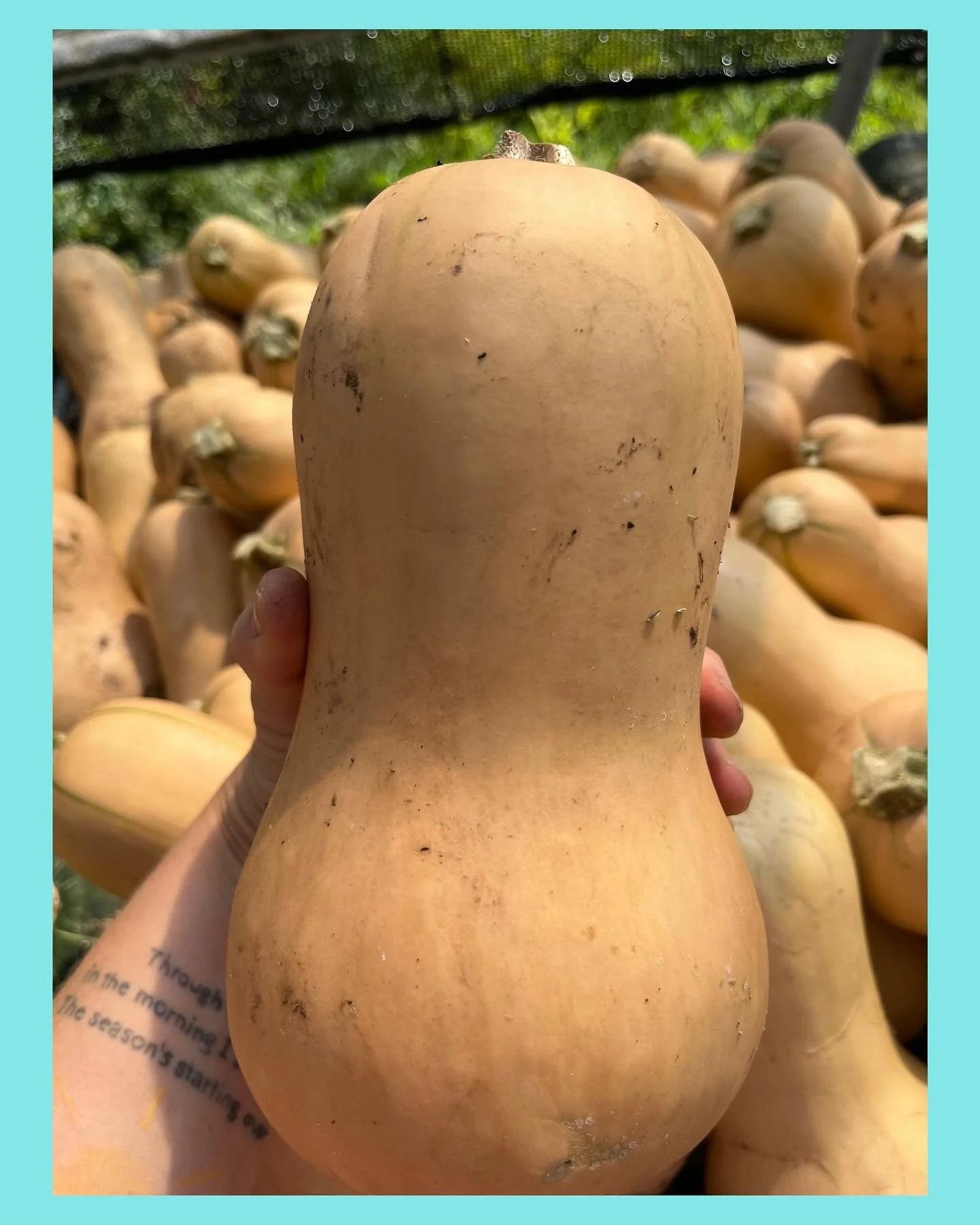 Happy Fall! You&rsquo;ll see our butternut squash for sale this weekend! Pumpkin bread time 🤩🎃
