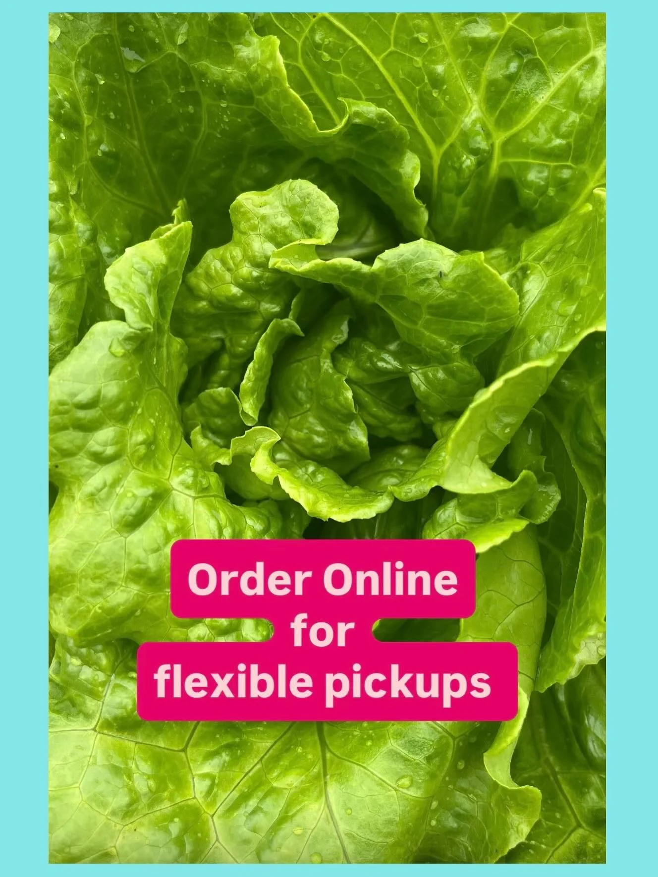 You have until this evening to place your Online Orders! Order your veggies Online and pick up either Friday afternoon or all day Saturday or Sunday 9am-7pm. Whatever fits your schedule! This lettuce head is a new variety for us- it&rsquo;s called &l
