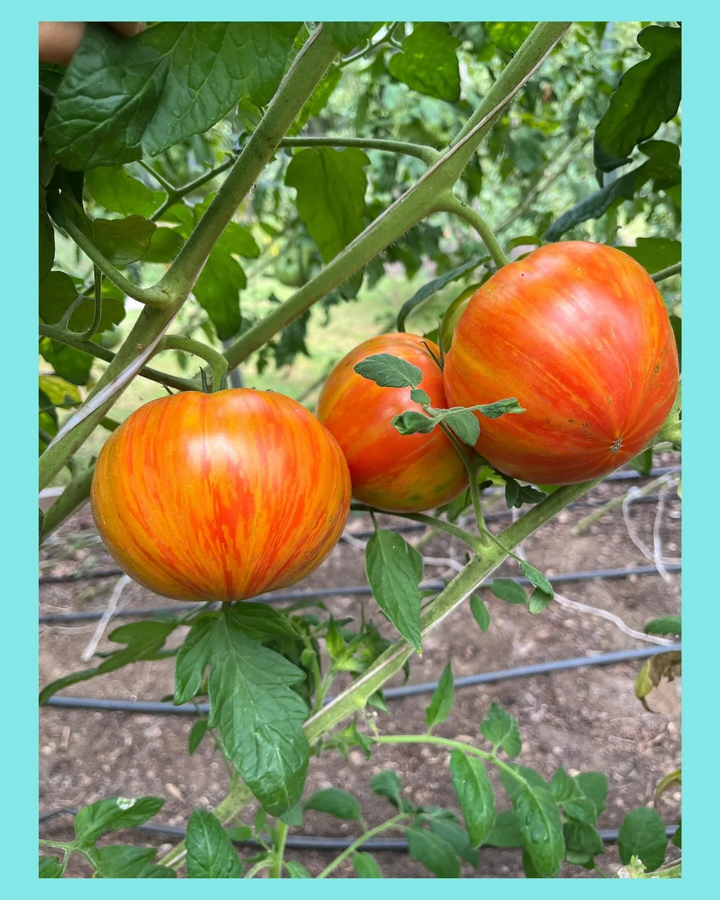 The tomatoes are still tomato-ing! 🍅🍅🍅 Next week is October!