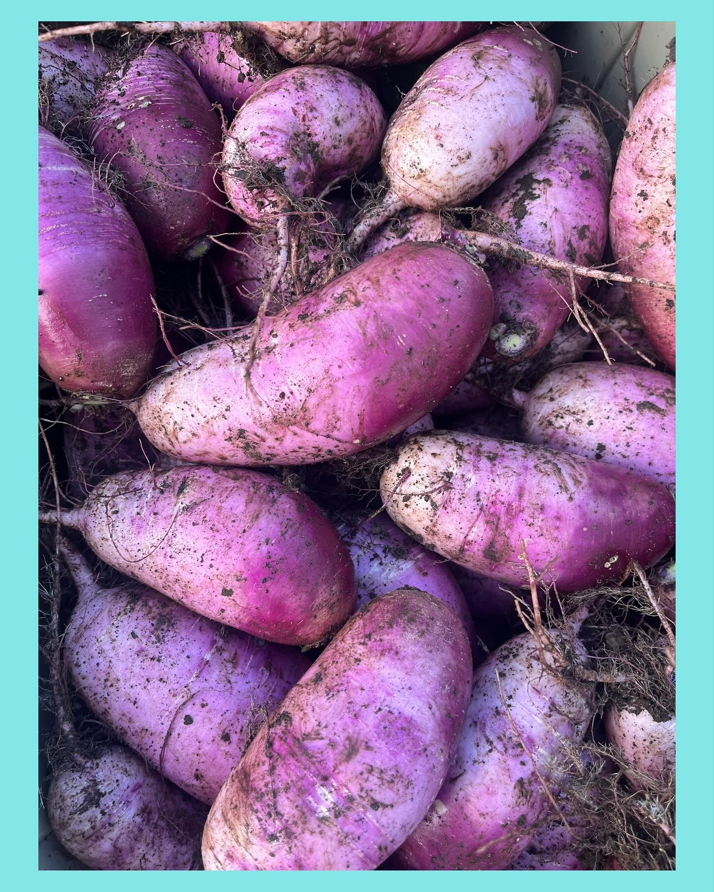Vibrant delicious purple daikon radishes! We love them in soup or sliced thinly on a veggie sandwich 💜